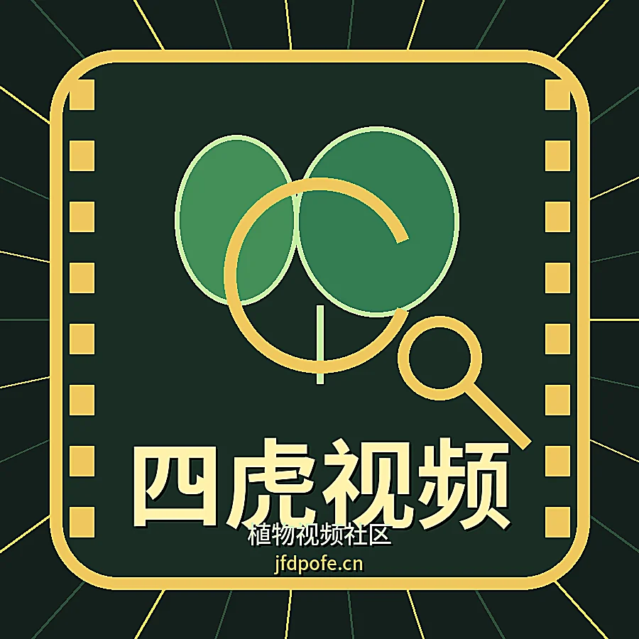 四虎视频